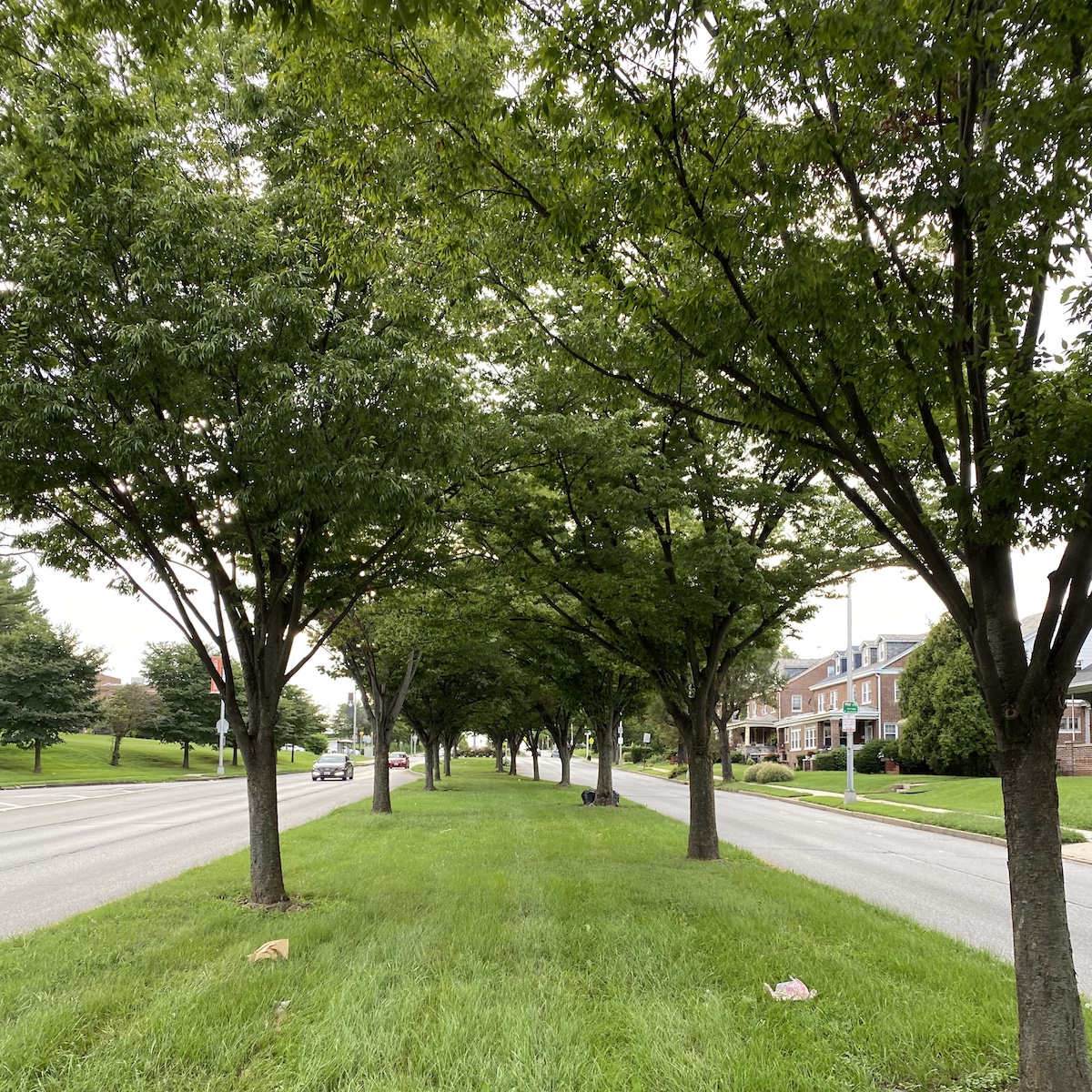 Picture of lovely path in road's median (33rd St)