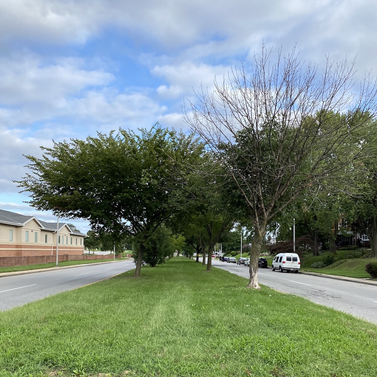 Picture of lovely path in road's median (The Alameda)